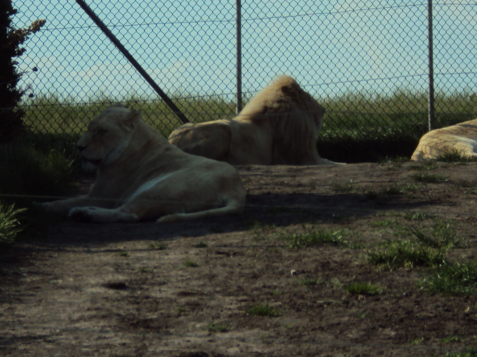 West Midland Safari Park